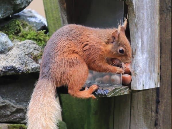 Red squirrel at Brackenrigg Holiday Cottages in Keswick